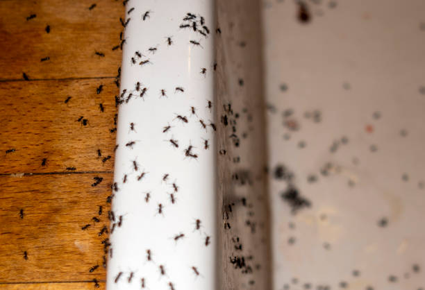 Best Bed Bug Extermination  in Kersey, CO