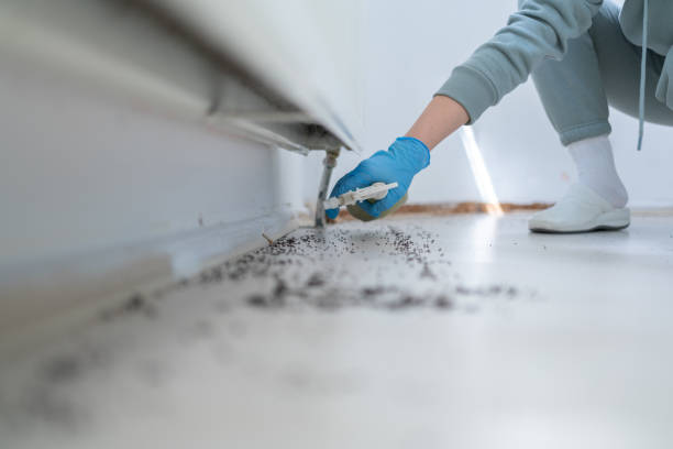 Best Flea Control Services  in Kersey, CO